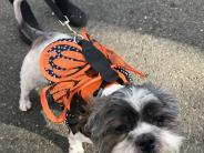 Dog in Costume